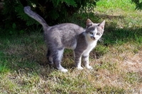 Молодая кошечка ищет дом! - Изображение #1, Объявление #1500577