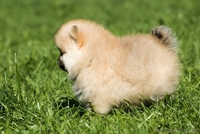 ЛАКИ ШАРМ ВЛАДА БЕЛИССИМА (померанский карликовый шпиц) - Изображение #10, Объявление #1496002