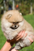 ЛАКИ ШАРМ ВЛАДА БЕЛИССИМА (померанский карликовый шпиц) - Изображение #3, Объявление #1496002