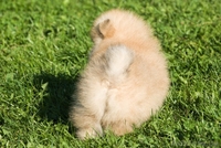 ЛАКИ ШАРМ ВЛАДА БЕЛИССИМА (померанский карликовый шпиц) - Изображение #7, Объявление #1496002