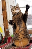 Марта - кошка с уникальными глазами в дар! - Изображение #2, Объявление #1498469