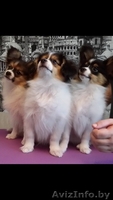 Щенки папильена - Изображение #1, Объявление #1500949
