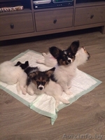 Щенки папильена - Изображение #3, Объявление #1500949