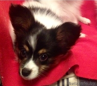 Щенки папильена - Изображение #4, Объявление #1500949