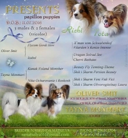 Щенки папильена - Изображение #8, Объявление #1500949