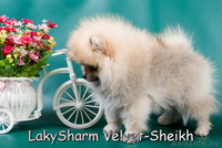 Лаки Шарм Вельвет-Шейх (померанский карликовый шпиц) - Изображение #2, Объявление #1496065