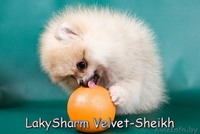 Лаки Шарм Вельвет-Шейх (померанский карликовый шпиц) - Изображение #5, Объявление #1496065