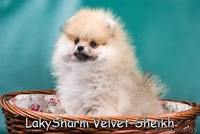 Лаки Шарм Вельвет-Шейх (померанский карликовый шпиц) - Изображение #8, Объявление #1496065
