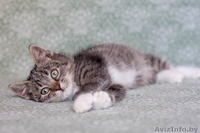 Позитивный пушистик Кузя, около 2х месяцев, в дар! - Изображение #4, Объявление #1508006