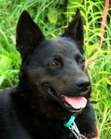 Очаровательная Мэгги - Изображение #2, Объявление #1505130