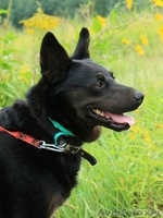 Очаровательная Мэгги - Изображение #1, Объявление #1505130