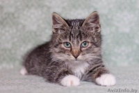 Позитивный пушистик Кузя, около 2х месяцев, в дар! - Изображение #1, Объявление #1508006