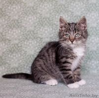 Позитивный пушистик Кузя, около 2х месяцев, в дар! - Изображение #3, Объявление #1508006