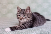 Позитивный пушистик Кузя, около 2х месяцев, в дар! - Изображение #5, Объявление #1508006