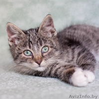 Позитивный пушистик Кузя, около 2х месяцев, в дар! - Изображение #2, Объявление #1508006