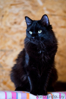 Черная Жемчужинка в дар - Изображение #3, Объявление #1522344