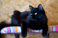 Черная Жемчужинка в дар - Изображение #1, Объявление #1522344