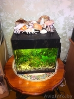Изготовление, ремонт аквариумов, террариумов и стеклоизделий по низким ценам - Изображение #1, Объявление #1530679