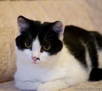 кошечка подросток Дина ищет дом - Изображение #4, Объявление #1484261