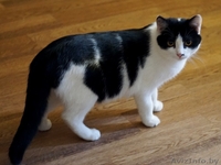 кошечка подросток Дина ищет дом - Изображение #1, Объявление #1484261