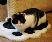 кошечка подросток Дина ищет дом - Изображение #2, Объявление #1484261