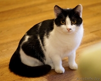 кошечка подросток Дина ищет дом - Изображение #6, Объявление #1484261