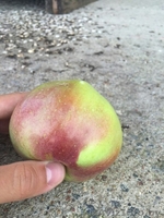 Белорусские яблоки оптом - Изображение #1, Объявление #1545908