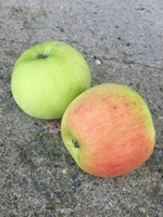 Белорусские яблоки оптом - Изображение #2, Объявление #1545908