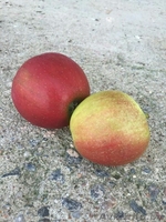 Белорусские яблоки оптом - Изображение #3, Объявление #1545908