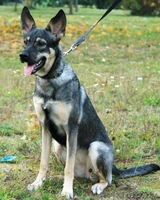 Юная утонченная Грейс ждет хозяина! - Изображение #1, Объявление #1461447