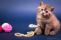 Настоящие британские клубные малышки от родителей-чемпионов. - Изображение #2, Объявление #1549455