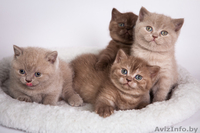 Настоящие британские клубные малышки от родителей-чемпионов. - Изображение #1, Объявление #1549455