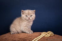 Настоящие британские клубные малышки от родителей-чемпионов. - Изображение #3, Объявление #1549455