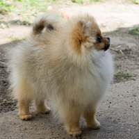 Крошечный малыш Енсен Къянти (померанский карликовый шпиц) - Изображение #2, Объявление #844552