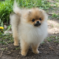 Крошечный малыш Енсен Къянти (померанский карликовый шпиц) - Изображение #3, Объявление #844552