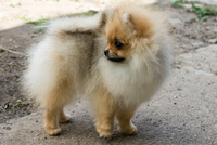 Крошечный малыш Енсен Къянти (померанский карликовый шпиц) - Изображение #4, Объявление #844552