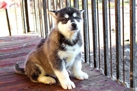 Щенки Аляскинского Маламута Минск - Изображение #2, Объявление #1560225