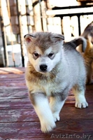 Щенки Аляскинского Маламута Минск - Изображение #3, Объявление #1560225