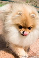 Крошечный малыш Енсен Къянти (померанский карликовый шпиц) - Изображение #8, Объявление #844552