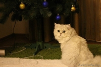 Персидские котята классик - Изображение #4, Объявление #1557163