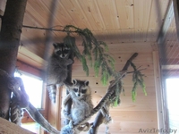 Щенки енота-полоскуна - Изображение #1, Объявление #1563897