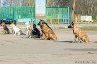 Курсы "Инструкторов-дрессировщиков служебно-спортивных собак" - Изображение #3, Объявление #647343