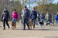 Курсы "Инструкторов-дрессировщиков служебно-спортивных собак" - Изображение #2, Объявление #647343
