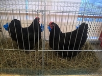 Цыплята редких пород - Изображение #1, Объявление #1575415