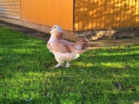 Цыплята редких пород - Изображение #4, Объявление #1575415