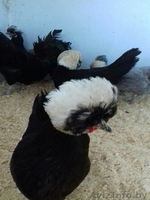 Цыплята редких пород - Изображение #3, Объявление #1575415