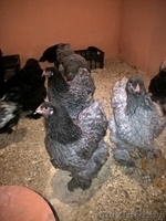 Цыплята редких пород - Изображение #5, Объявление #1575415