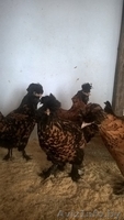 Цыплята редких пород - Изображение #7, Объявление #1575415
