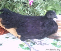  Инкубационное яйцо Аям Цемани.  - Изображение #2, Объявление #1579331