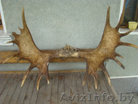 Беру рога лося оленя сайгака в Минске дорого. - Изображение #1, Объявление #1585073